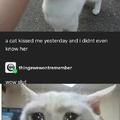cat short story meme