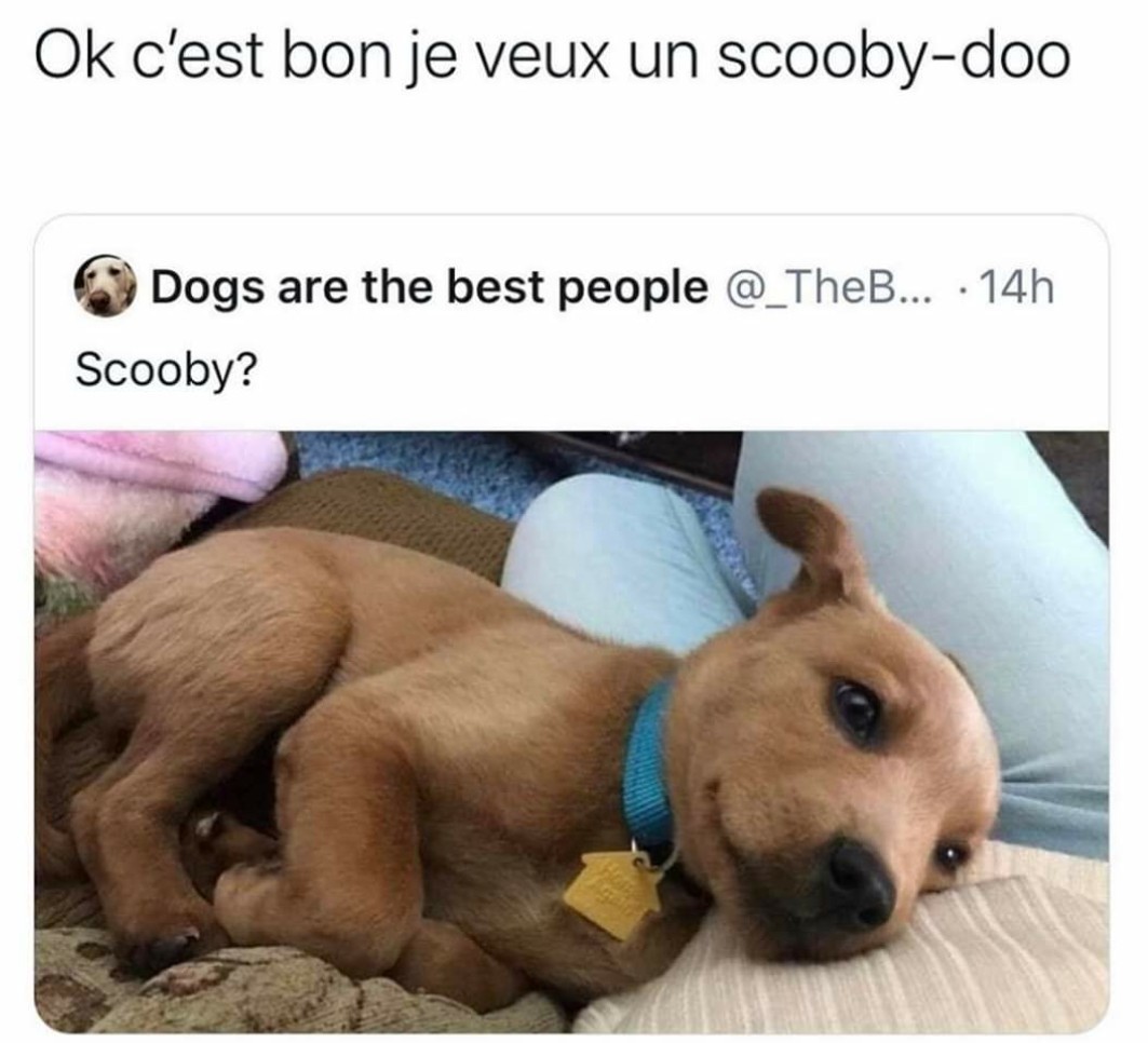 Scooby-Doo By-Doo By-Doo !!! - meme