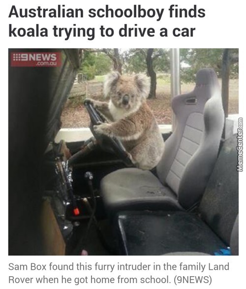 Grand Theft Koala - meme