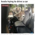 Grand Theft Koala