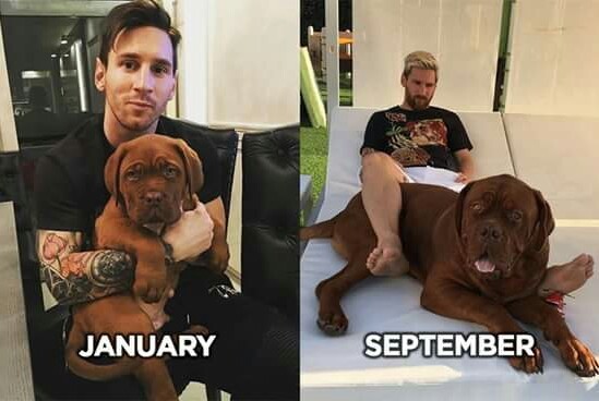 A big dog like that must be Messi... - meme