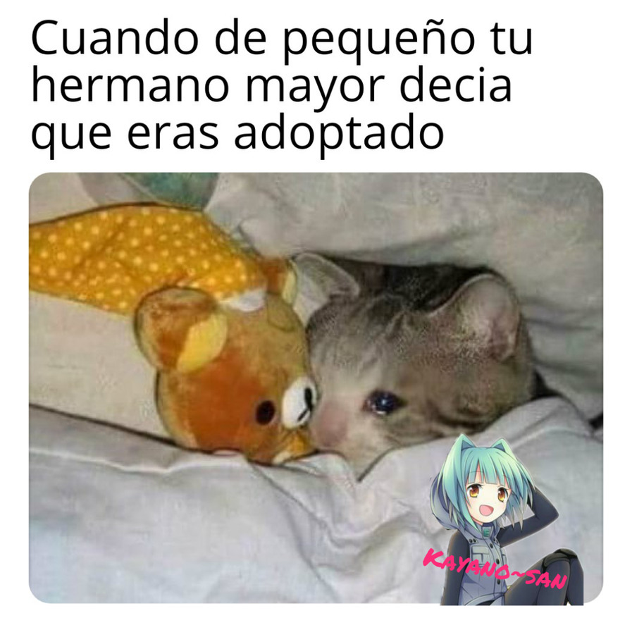 15+ Meme Del Gato Llorando Por Google - Woolseygirls Meme