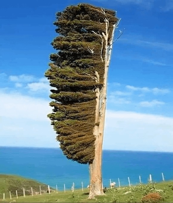 Wind must be strong - meme