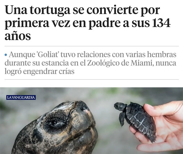 una tortuga fue papá a los 134 años y tú aquí dudando de ti - meme