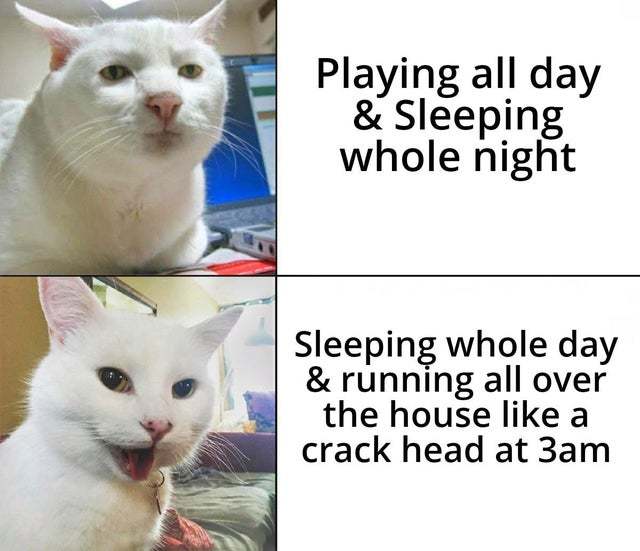 Sleep during the day, play during the night - meme