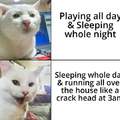 Sleep during the day, play during the night