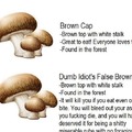 dongs in a mushroom