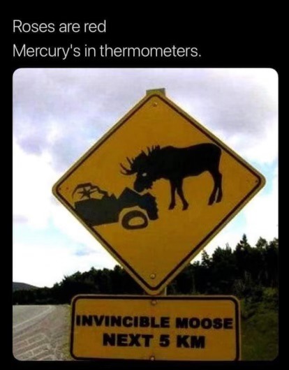 Moose - meme