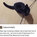 Wholesome black cats
