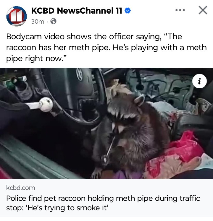 Police stop a raccoon with a meth pipe — you can’t make this up - meme