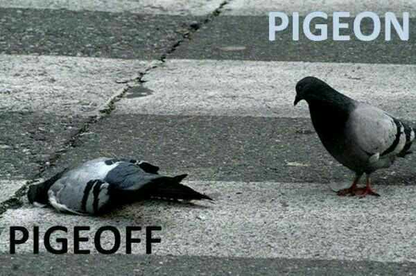 J'aime les pigeons ._. - meme