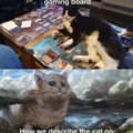 Cat on the gaming board