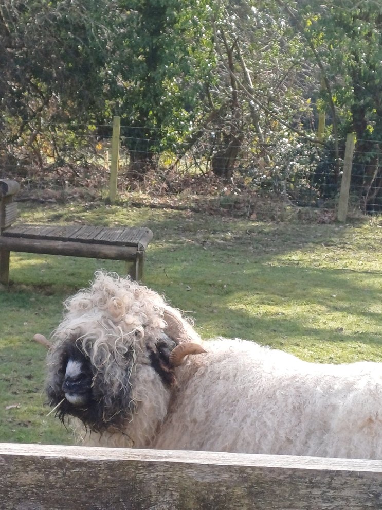 Emo sheep - meme