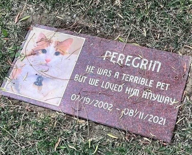 he was a terrible pet and I loved him anyway - meme