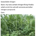 corn is life
