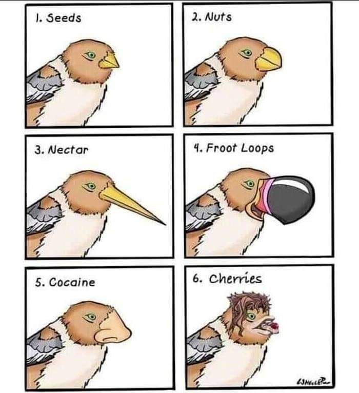 El efecto de alimento en las aves - meme
