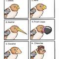 El efecto de alimento en las aves