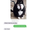 This fat cat has a job interview