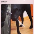 You messed with the wrong doggo