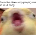 Alexa stop