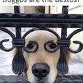 Doggos are the bestos!