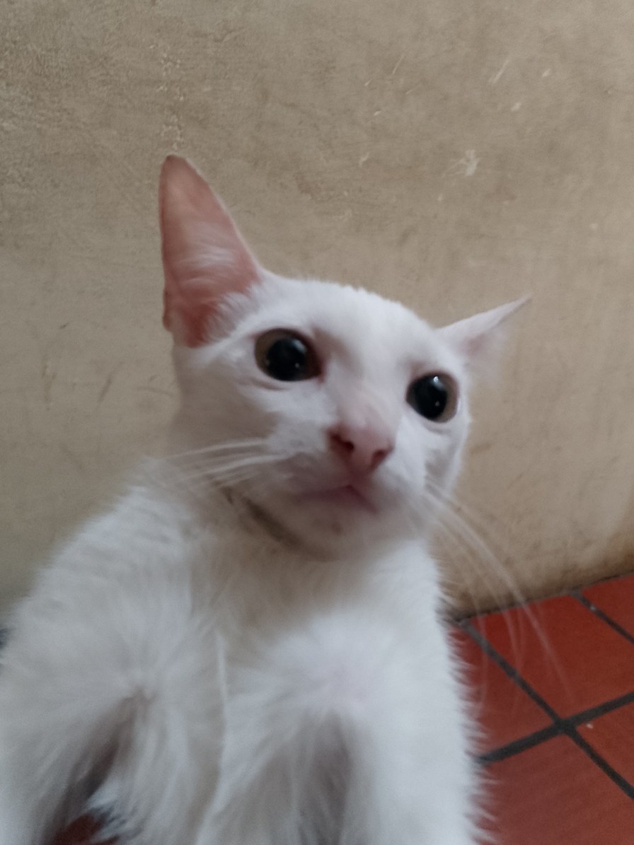 Mi gata toda huevona - meme