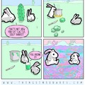 Rabbits know how to have fun