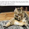 Cat thoughts