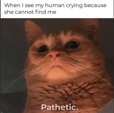Pathetic. - meme