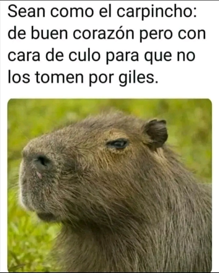 Capibara :son: - meme