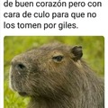 Capibara :son: