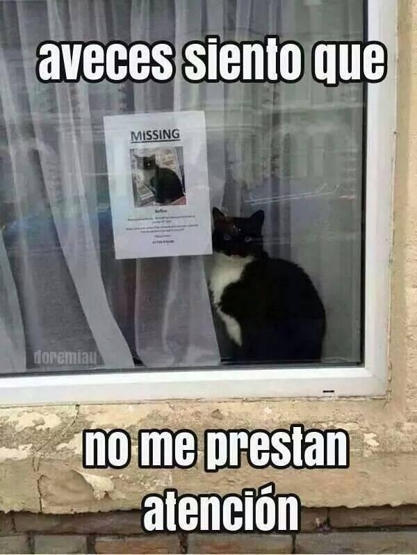 Pobre pendejo - meme