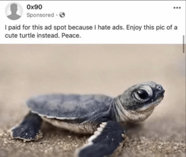The best Turtle memes :) Memedroid