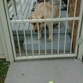 Sad jail doggo