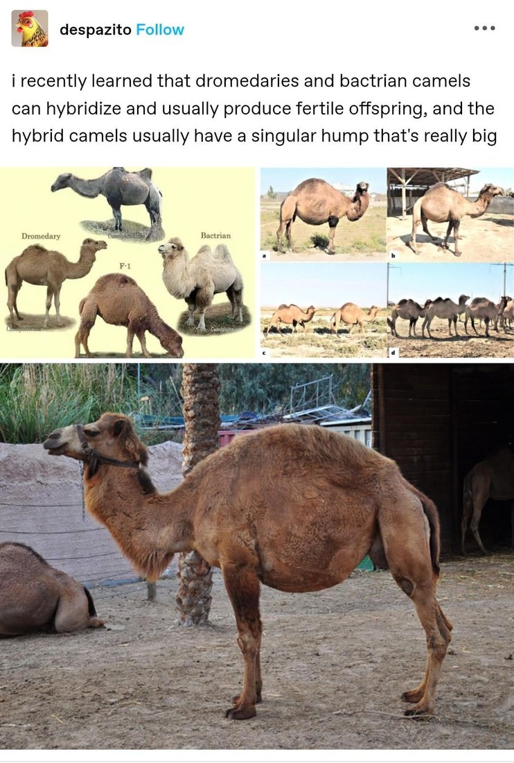 Camel hybrids are real and they got one BIG hump - meme