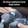 EU citizen sending his friend illegal memes