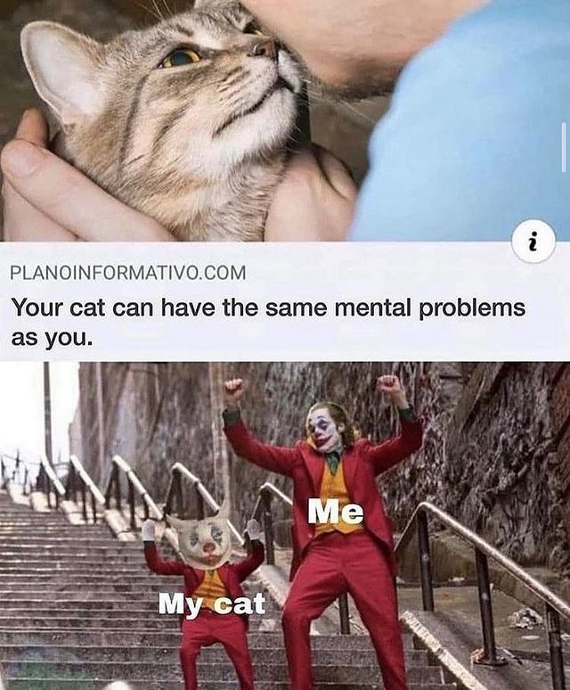 Your cat can have the same mental problems as you - meme