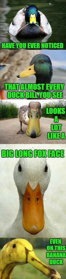 Ducks - meme
