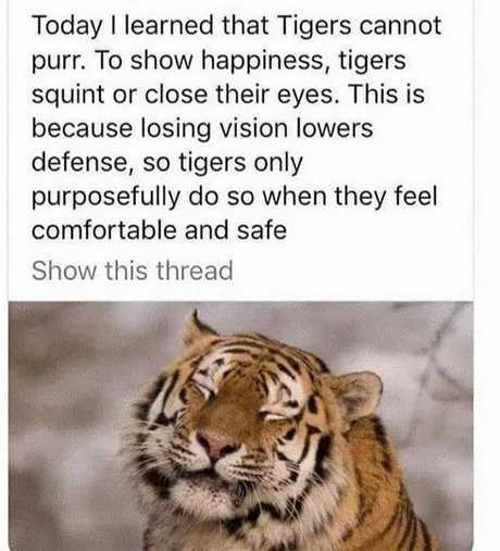 Same thing is true for lions. Basically in the car family, if it can roar it can’t purr and if it can purr it can’t roar - meme