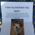 lost dog meme