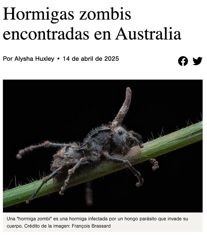 Hormigas zombis en Australia, gracias por otra razón para no dormir - meme