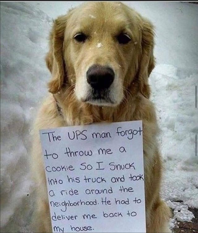 The day I stowed away in the UPS truck - meme