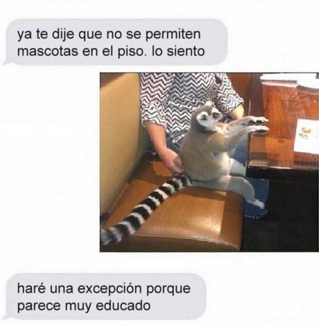 Ste lemur - meme