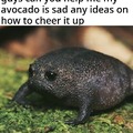 grumpy avocado