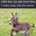 Upvote for the lil donkey