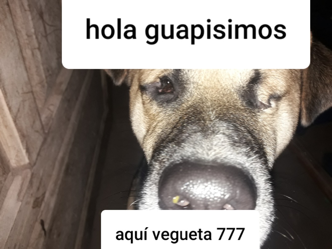 Ignoren el Moco que se le sale a mi perro - meme