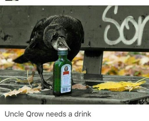Drunkle crow? - meme