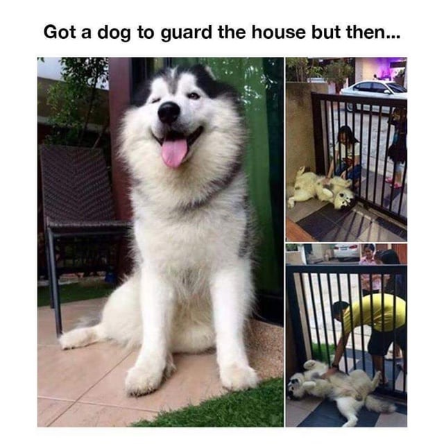 Wholesome guard dog - meme