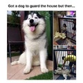 Wholesome guard dog