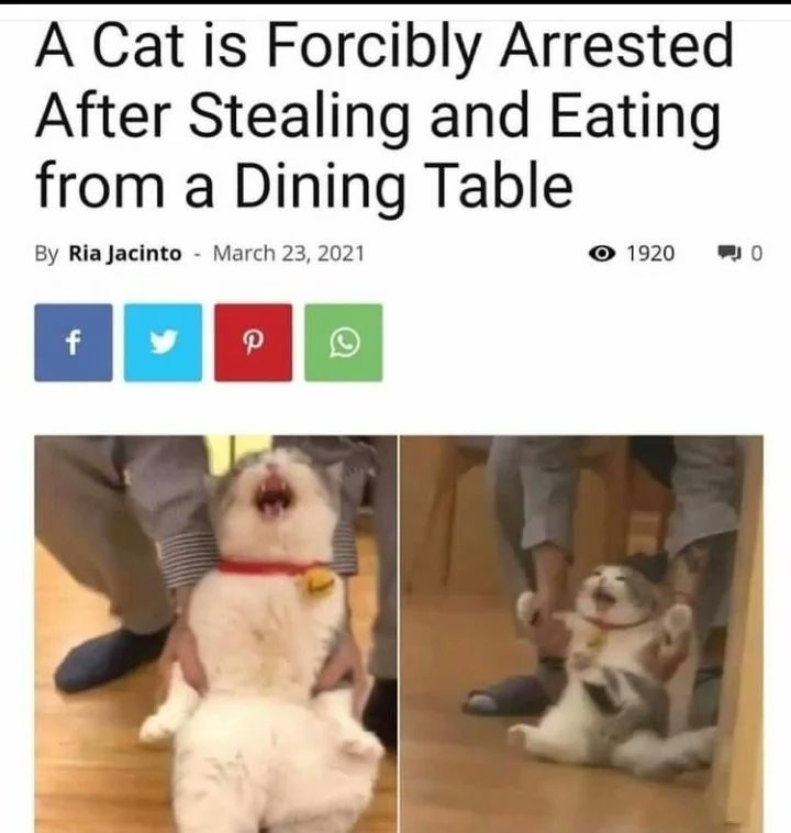 Arrested cat meme